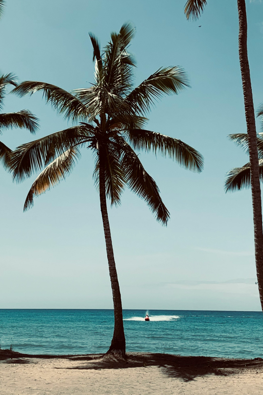 scene of a palm tree on a sunny beach in Miami