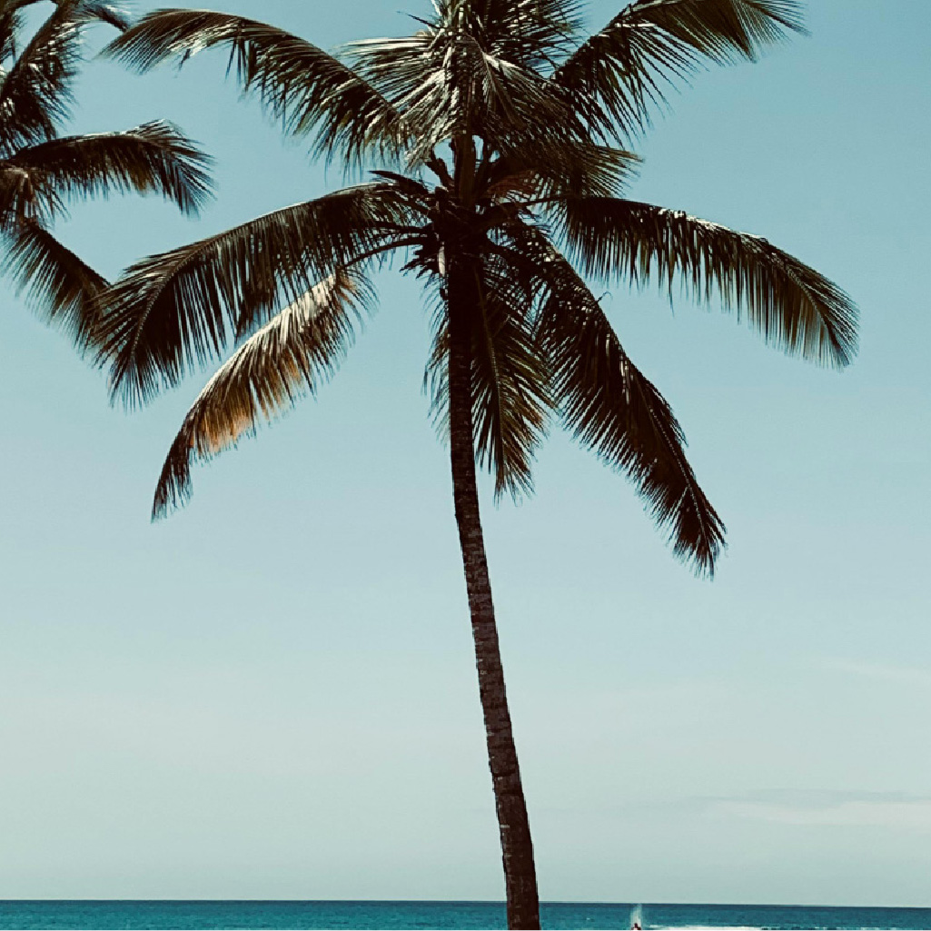 palm tree on the beach